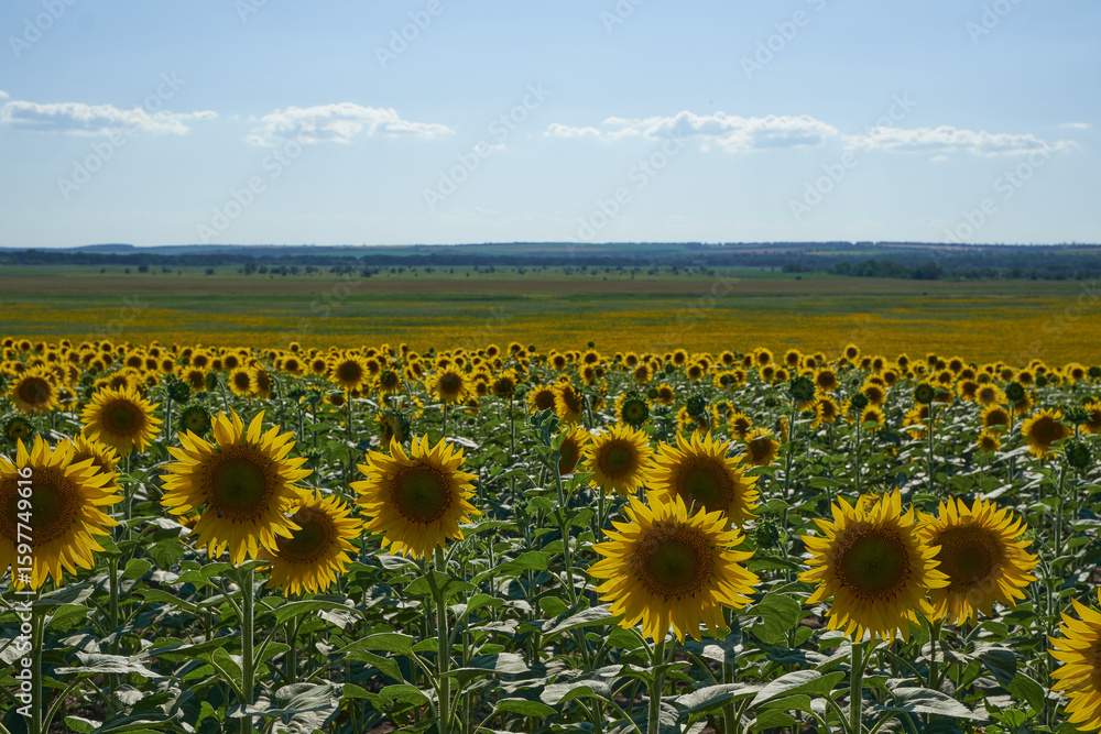 Obraz premium beautiful fresh sunflowers in Ukraine