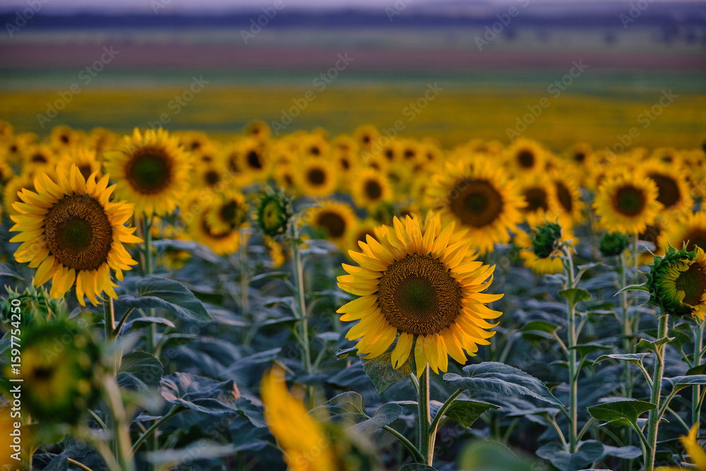 Obraz premium beautiful fresh sunflowers in Ukraine