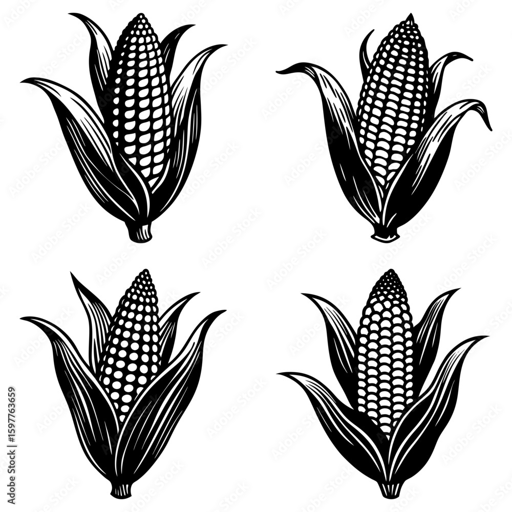 Obraz premium Four graphic corn cobs with husks in black and white vector illustration, isolated on white background