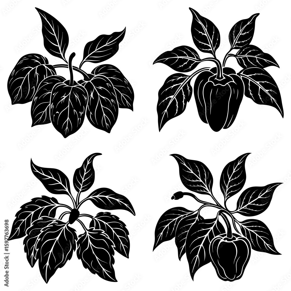 Obraz premium Four black and white pepper plants with leaves in a botanical illustration style vector graphic