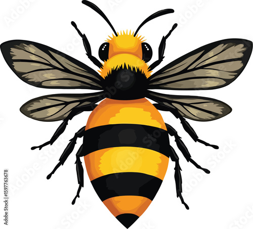 Vector art of an illustration of a bee with its wings outstretched, isolated on white background