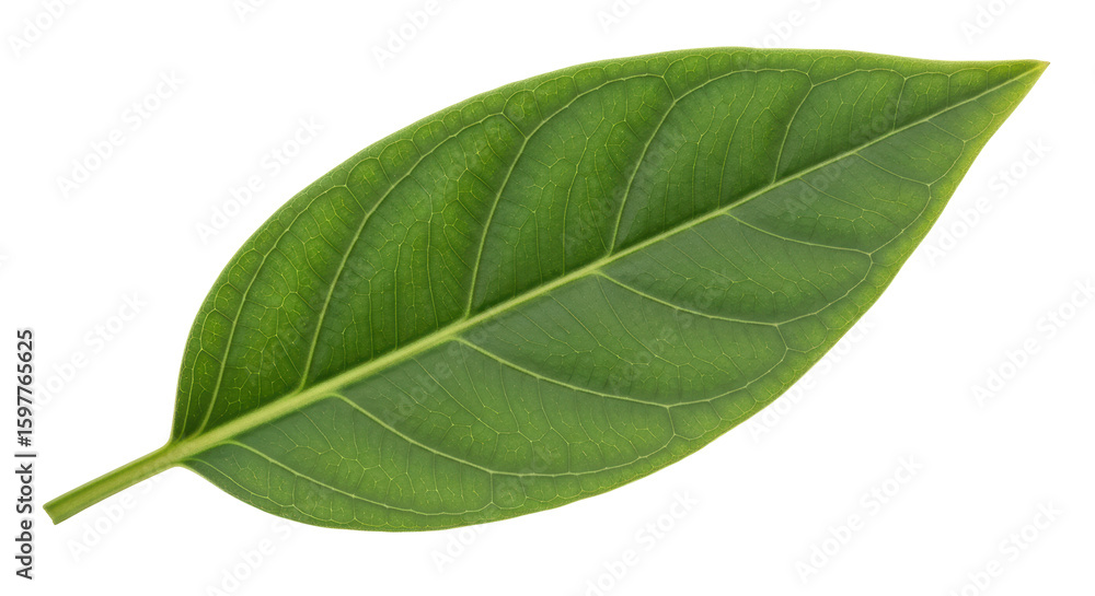 Obraz premium Isolated Green Jackfruit Leaf