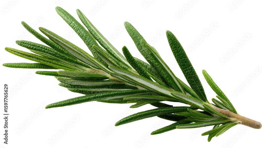 Fototapeta premium Close-up of a sprig of fresh rosemary. Bright green leaves, slender and pointed, are arranged along a stem. Dark background isolates the herb