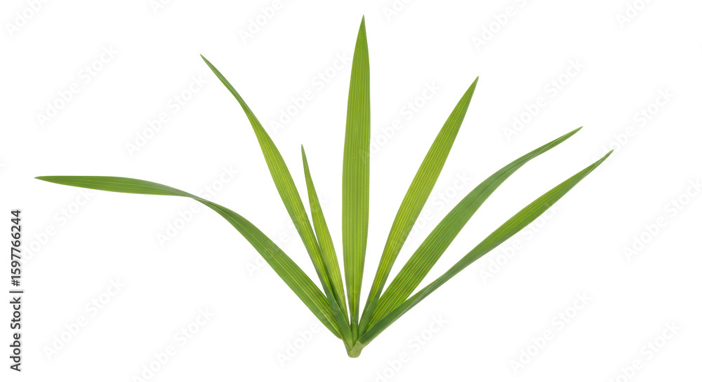 Obraz premium Isolated Grass