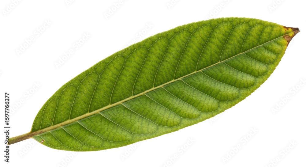Obraz premium Isolated Green Leaf