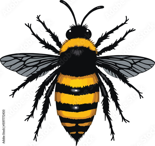 Vector art of a fuzzy bumblebee with black and yellow stripes is flying, isolated on white background