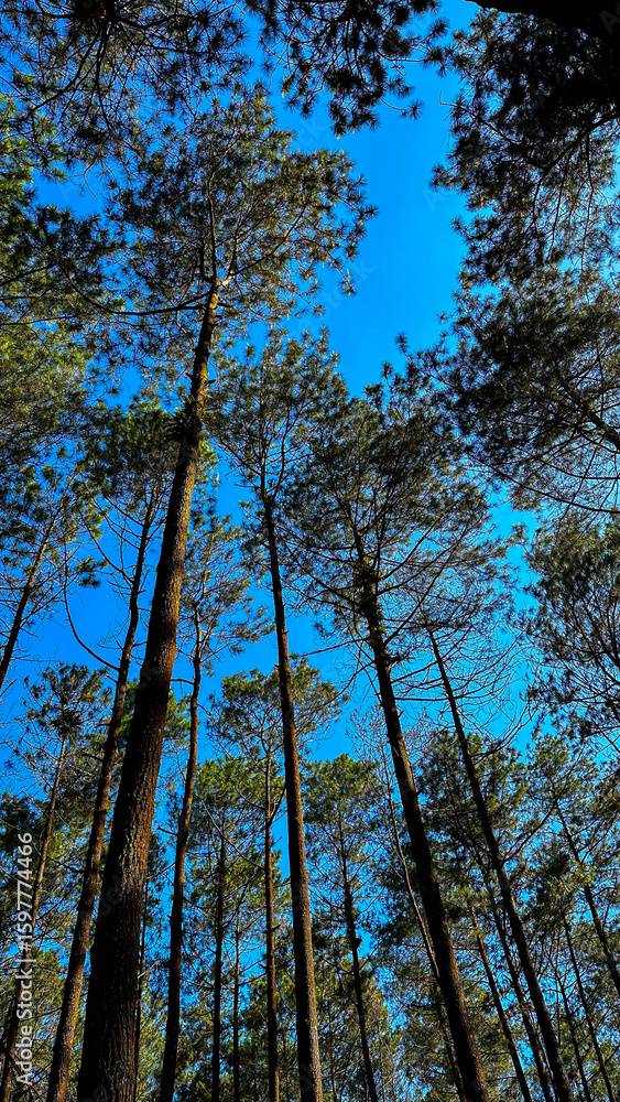 Fototapeta premium This image presents a low-angle view looking up into a canopy of tall trees against a bright blue sky, showcasing the natural beauty of a forest.