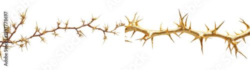 A 3d rendered golden vine with thorns isolated on a transparent background