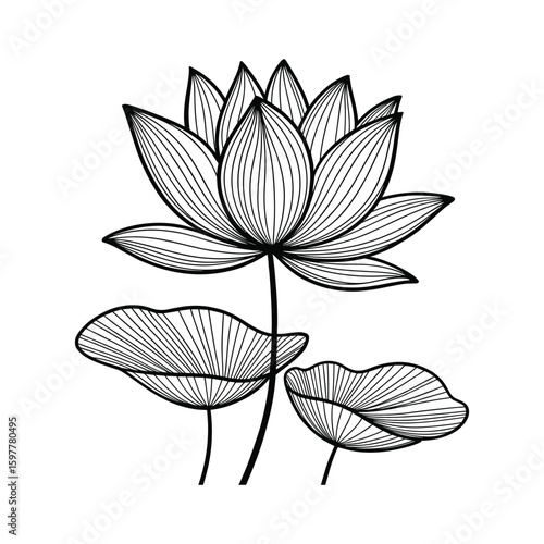 Elegant black and white lotus flower with leaves line art vector