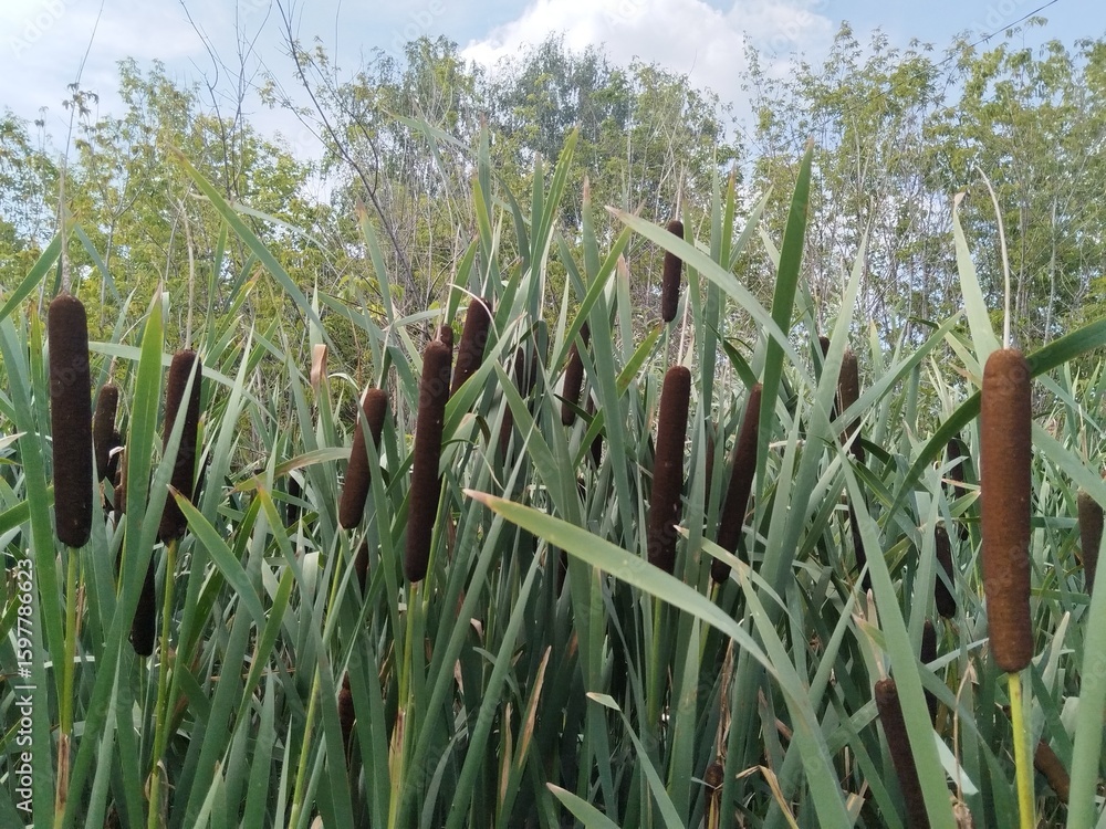 Fototapeta premium reeds in the water