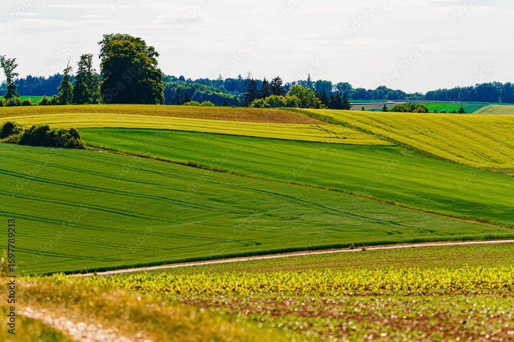 Fototapeta premium Agricultural summer view near Ettling, Dingolfing, Landau, Bavaria, Germany