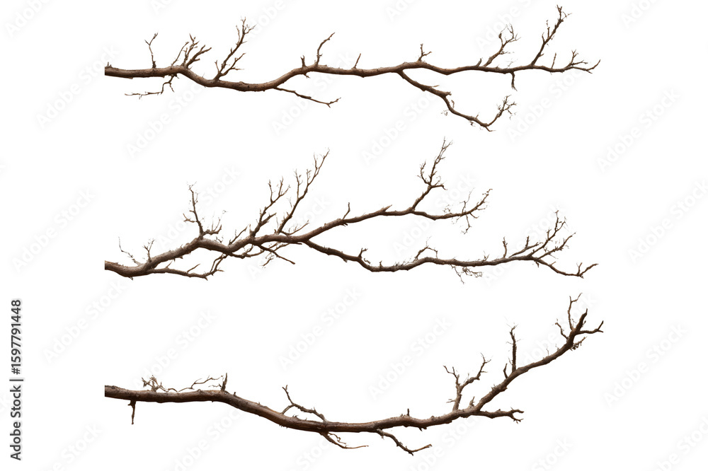 Three detailed tree branches with delicate twigs isolated on transparent background Three detailed tree branches with delicate twigs isolated on transparent background