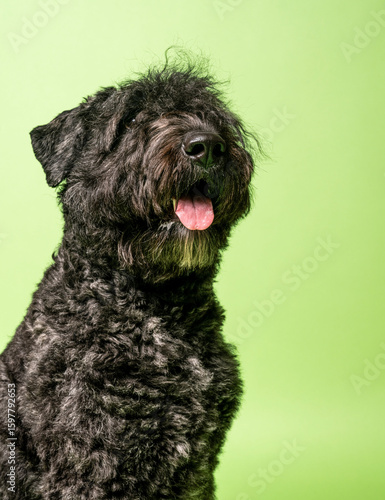 Pop Art Style Portrait of a young Bouvier des Flandres Dog with her tongue sticking out
