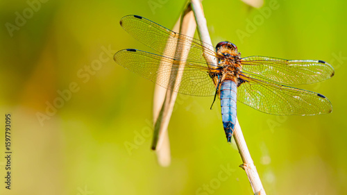 Fotografie Libellula fulva, Scarce Chaser dragonfly, on a sunny summer day