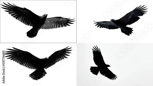 Four images of soaring raven silhouettes against bright white backgrounds