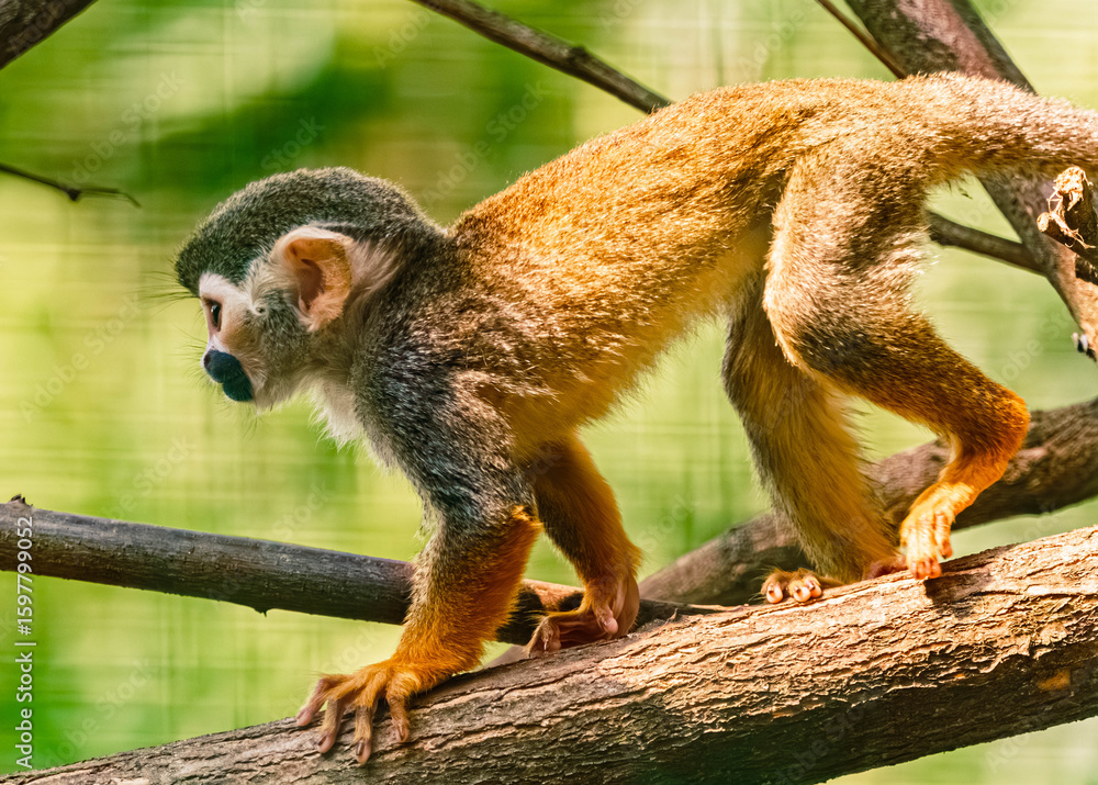 Obraz premium Saimiri cassiquiarensis macrodon, ecuadorian squirrel monkey, on a sunny summer day