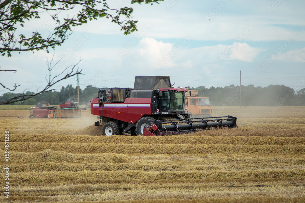 Obraz premium Red combine harvester working in wheat field during autumn harvest season