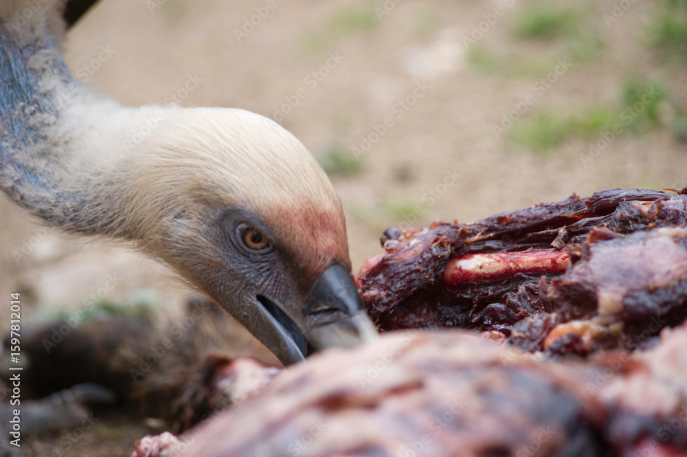 Naklejka premium Griffon vulture, Grifone (Gips fulvus). feeding on mountain, Sardinia, Alghero.SS, Sardegna. Italy