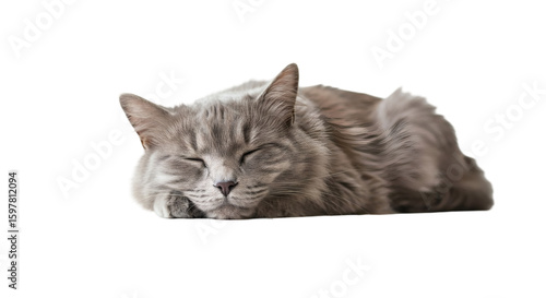 A gray cat resting peacefully.