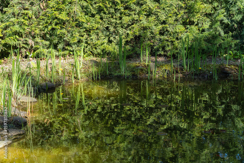 Serene natural scene with lush green trees and foliage reflected in calm waters of pond, creating tranquil and picturesque landscape.