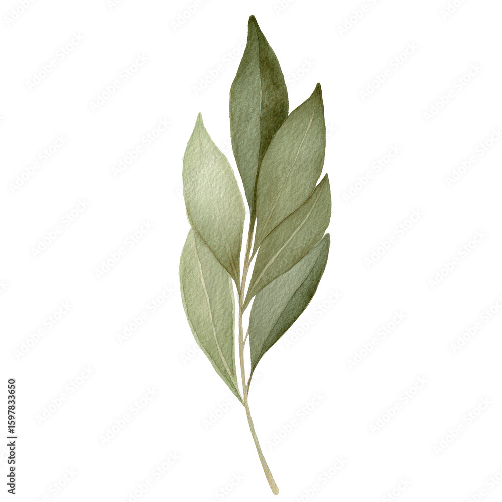 Fototapeta premium Vibrant Watercolor Rendering of an Ash Leaf – Artistic Botanical Piece, Isolated on Black