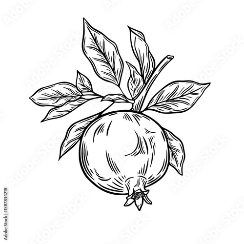 hand drawn vector illustration of Pomegranate black and white linear illustration with transparent background for creativity, icons, websites, fabric, prints, packaging, postcards, posters