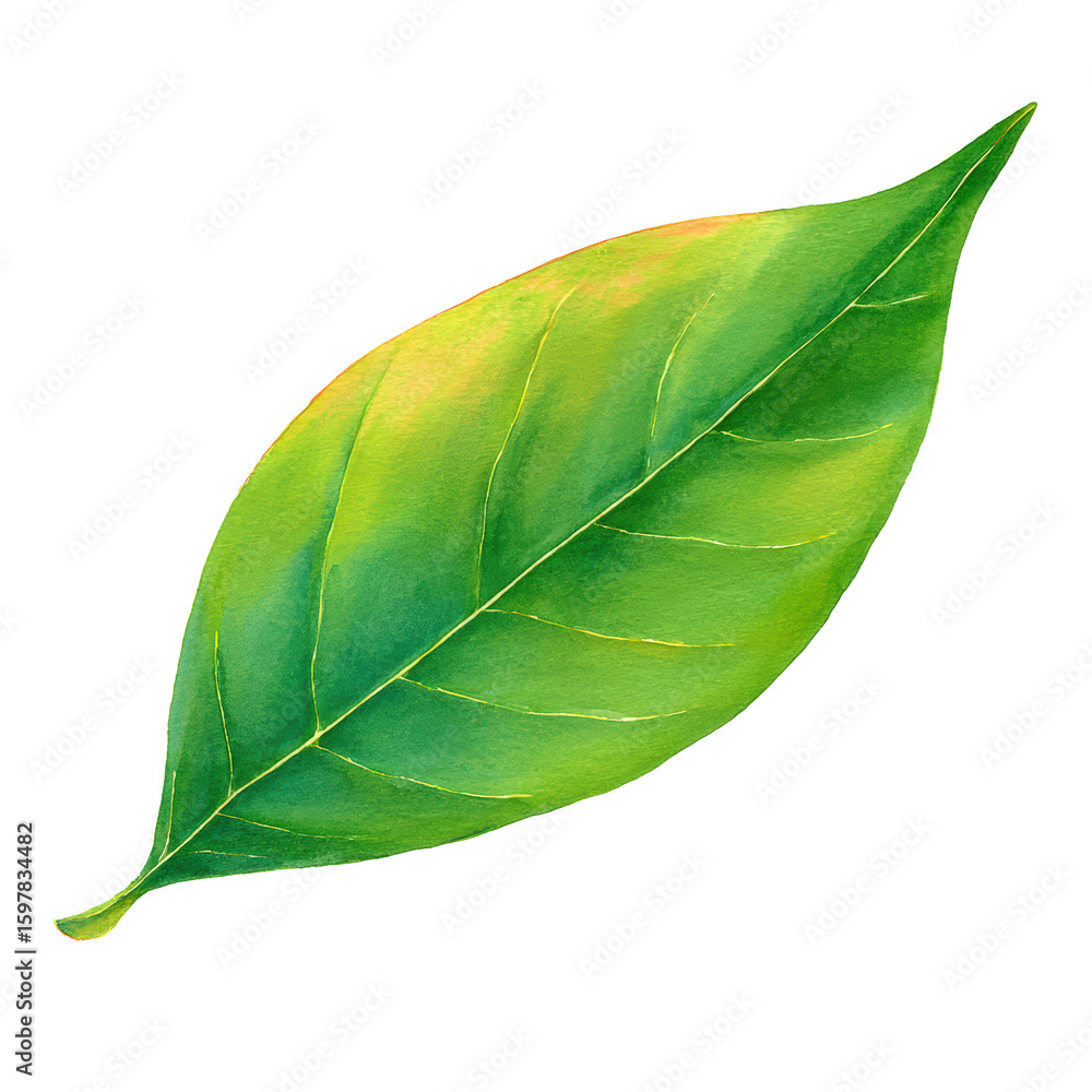 Fototapeta premium Soft Watercolor Painting of an Avocado Leaf – Elegant Botanical Piece, Dark Backdrop