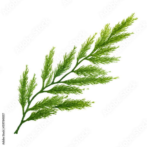 Cypress Leaf Specimen – Watercolor Art, Transparent