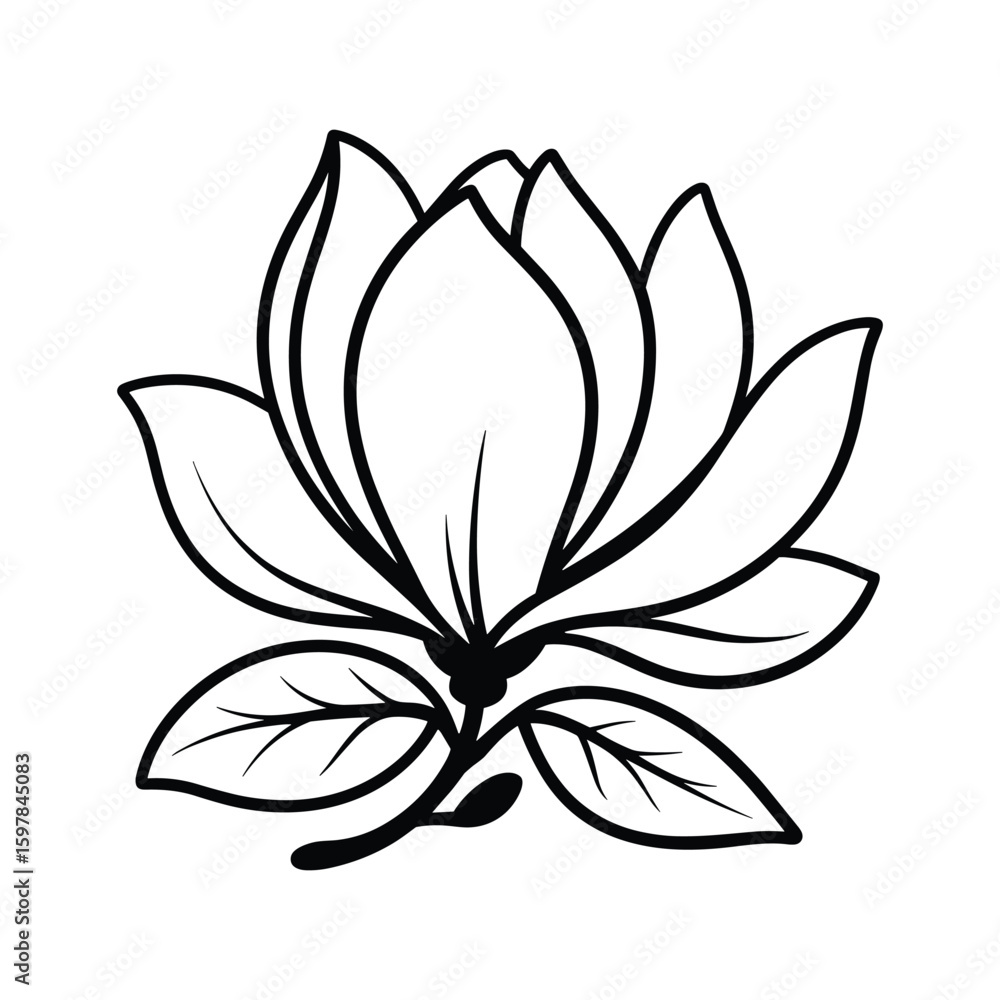 Black and white line art drawing of a blooming magnolia flower botanical illustration Black and white line art drawing of a blooming magnolia flower botanical illustration