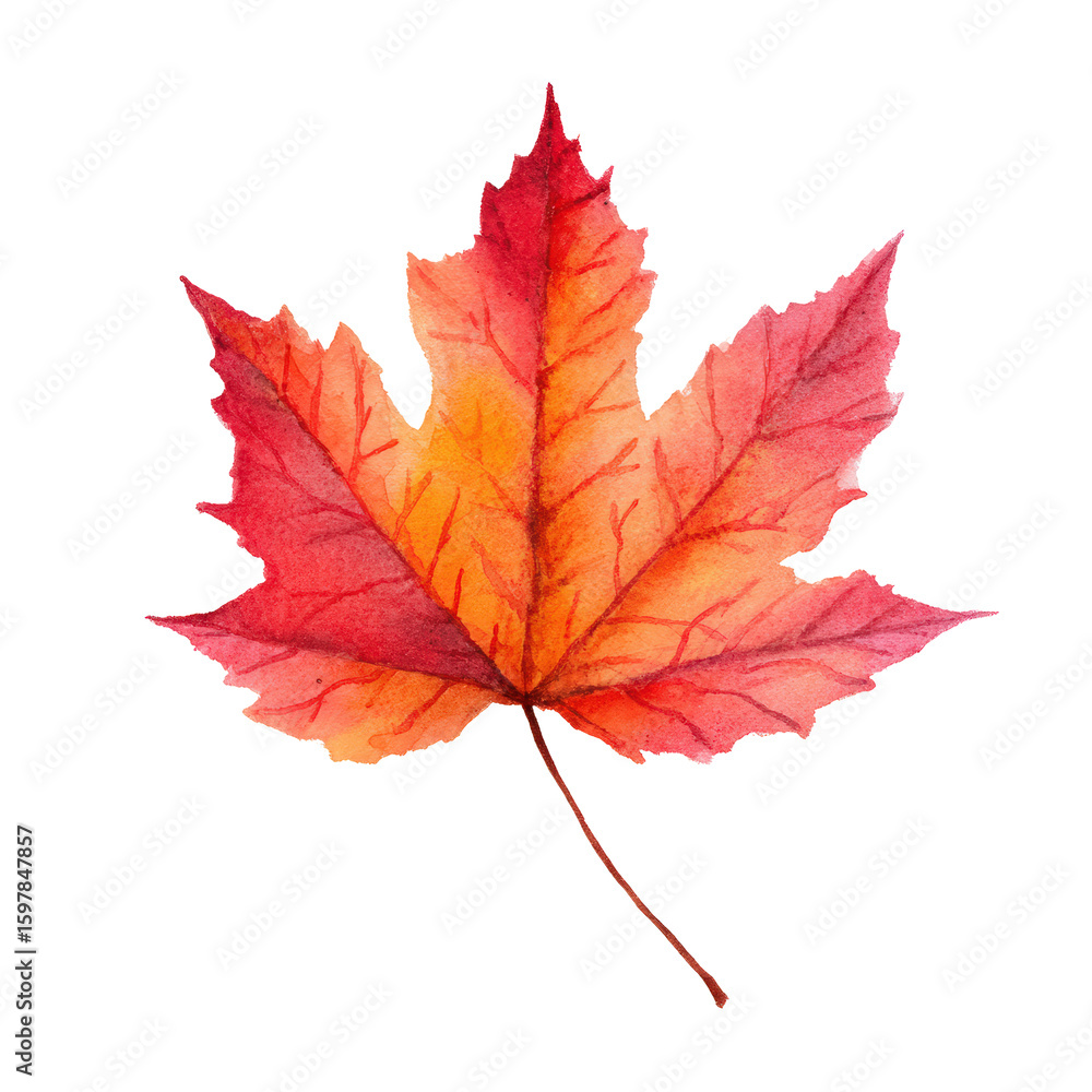 Creative watercolor of a maple leaf with warm tones, isolated on transparent background Creative watercolor of a maple leaf with warm tones, isolated on transparent background