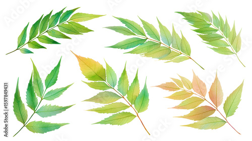 Creative flat-lay of neem leaves in watercolor, isolated on transparent background