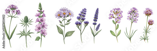 Diverse Watercolor Collection of Pink and Purple Wildflowers, Featuring Verbena, Aster, Lavender, and Sea Thrift, for Naturalistic Designs