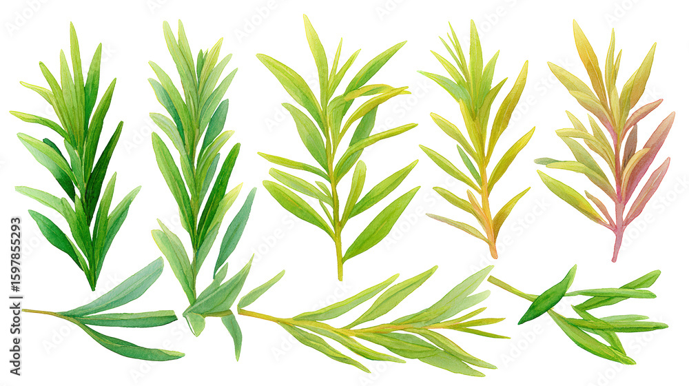 Obraz premium Fresh Rosemary Leaves Composition – Watercolor PNG