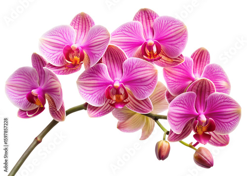 A cluster of delicate pink orchid flowers, showcasing their elegant beauty and intricate patterns isolated on transparent background