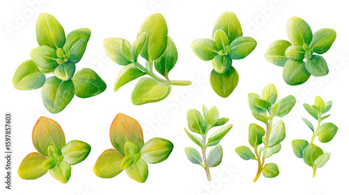 Watercolor Thyme Leaf Array with Natural Green Tones and Subtle Shadows, Isolated