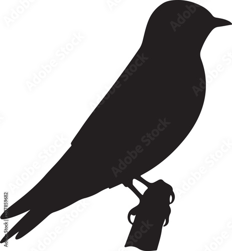 Banded Martin bird in silhouette full white baackground.