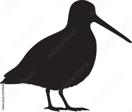 Common Snipe in silhouette full white baackground.