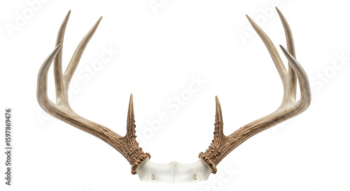 Detailed view of a white-tailed deer antler rack.