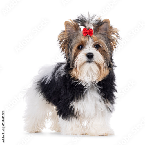 Obraz na płótnie Cute young adult Biewer Yorkshire Terrier dog, Standing side ways