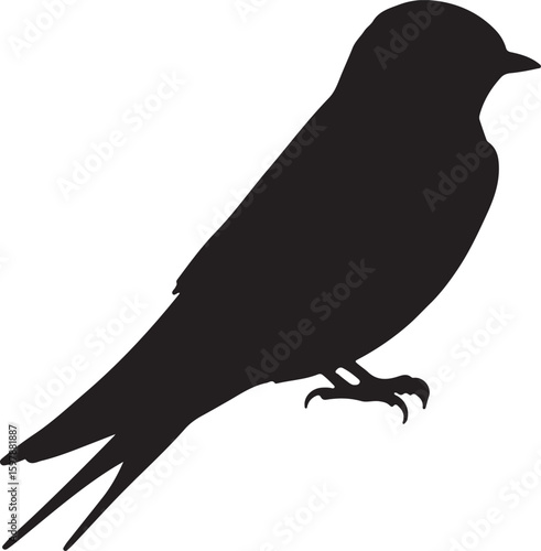 Grey rumped Swallow in silhouette full white baackground.