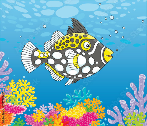 Exotic clown triggerfish sw...