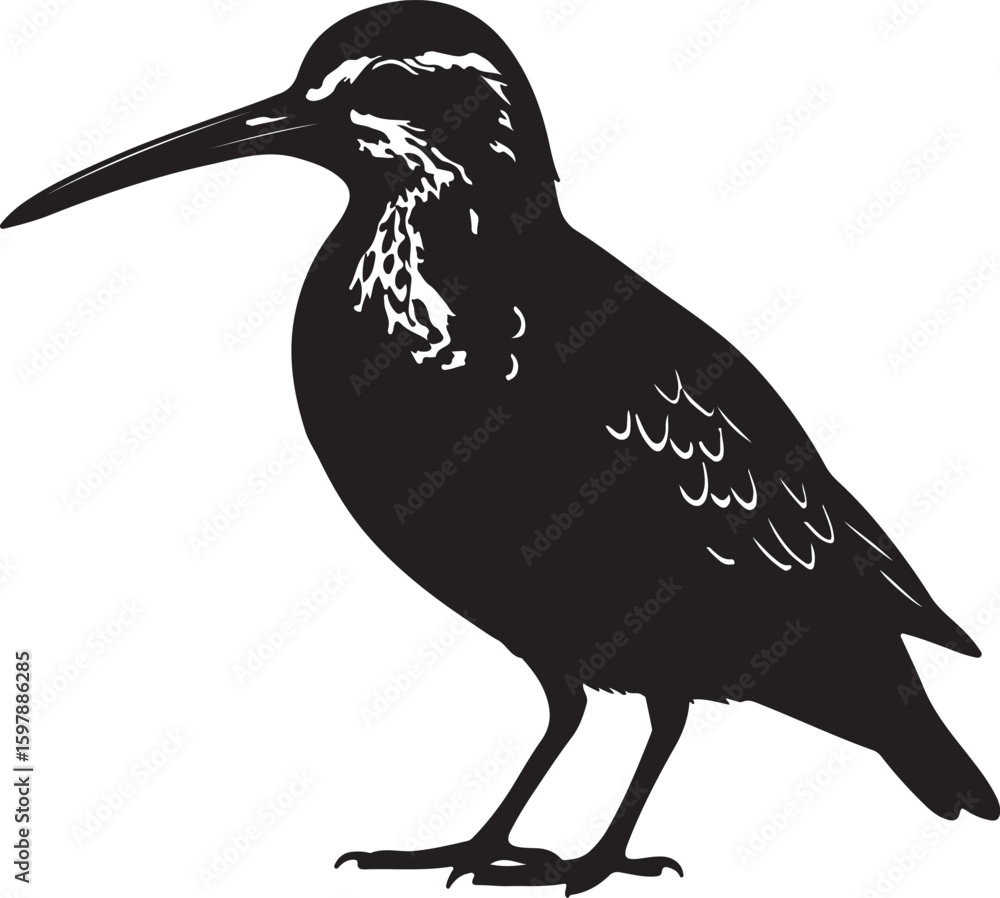 Obraz premium Long billed Pipet in silhouette full white baackground.