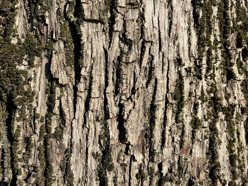 Obraz premium Close-up of rough tree bark with vertical grooves and green moss patches, highlighting natural textures and organic patterns in an outdoor forest setting.