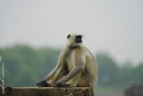 Photography Langur monkey sitting alone, Closeup of grey  langur,Wild langur relaxing pose, Indian monkey on  wall, Peaceful primate in forest