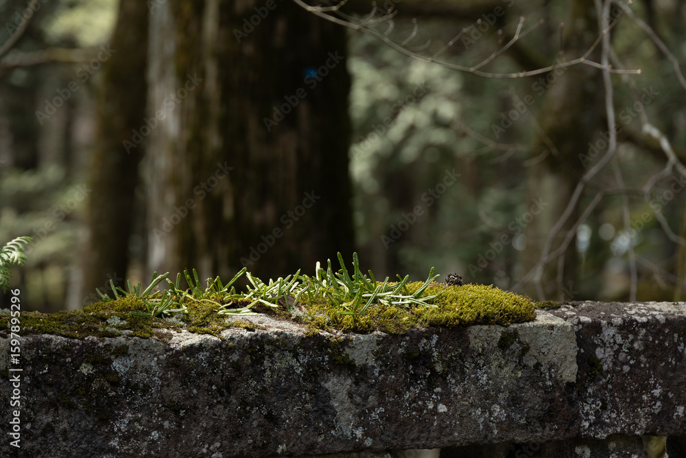 Fototapeta premium A mossy rock sits on a stone ledge in a forest