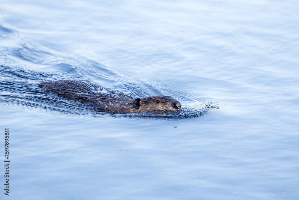 Fototapeta premium Beaver in a natural setting in Newfoundlands nature.