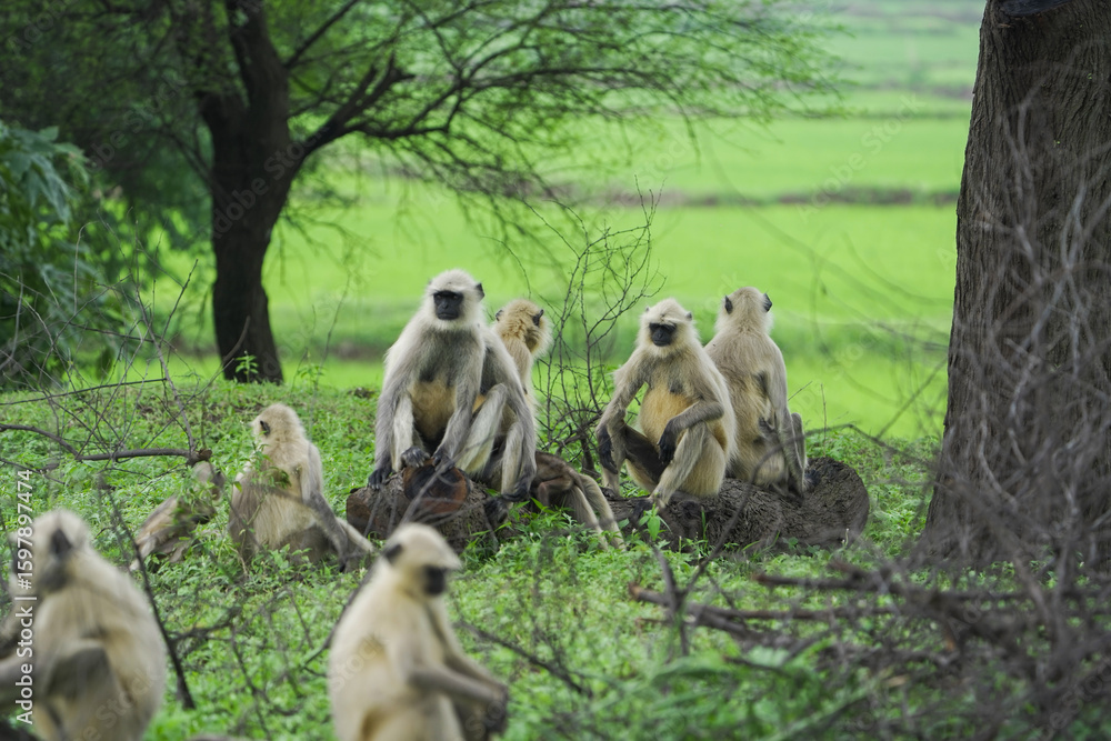 Obraz premium Langur monkeys in green forest, Group of monkeys enjoying nature, Wildlife scene with playful langurs, Curious langur family on tree branches, Langurs relaxing in green landscape stock photo.