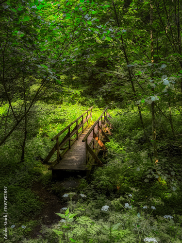 stream in the forest