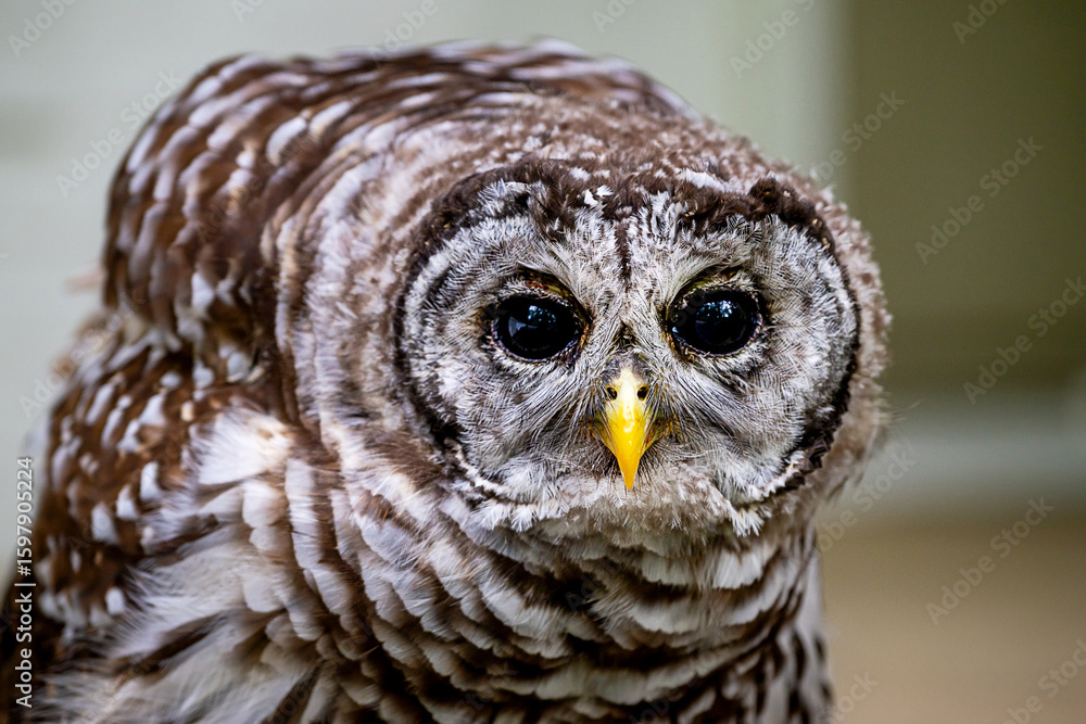 Fototapeta premium A close portrait of a barred owl relaxing in summertime