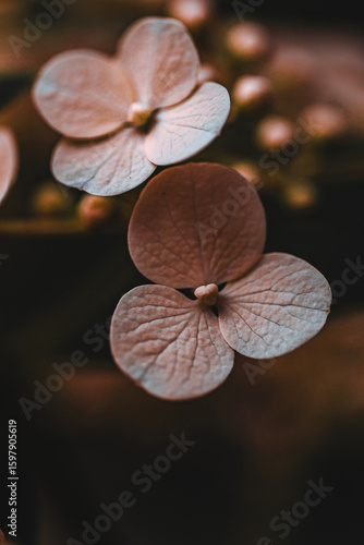 Close-up of Delicate Pink Hydrangea Petals in Moody Light